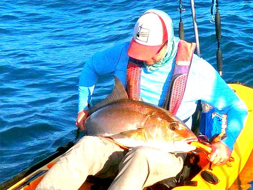 Amberjack