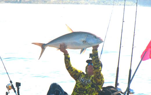 Amberjack