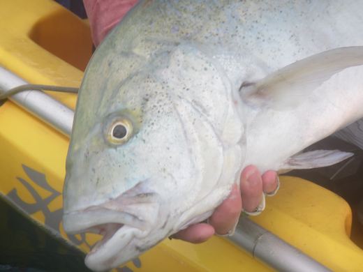 Other species