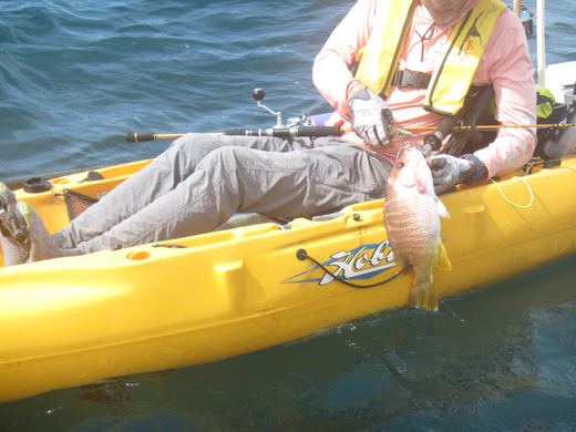 Other species