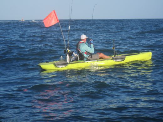 Other species