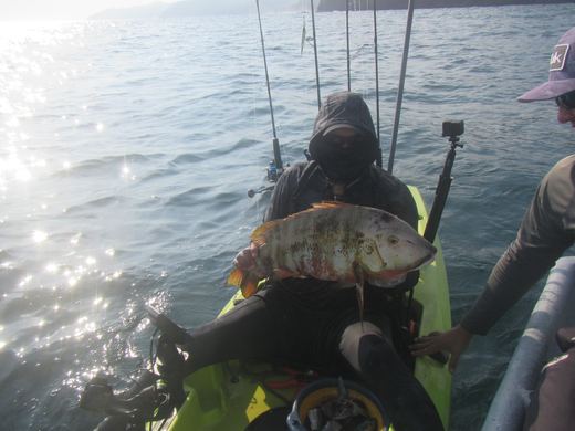 Other species
