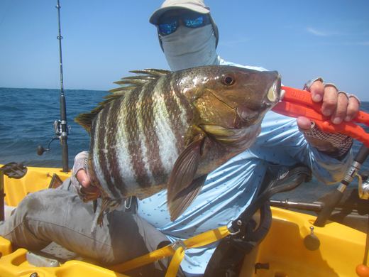 Other species