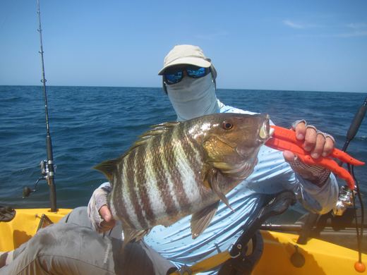 Other species