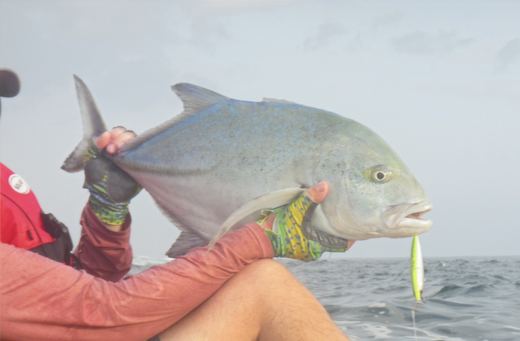 Bluefin Trevally