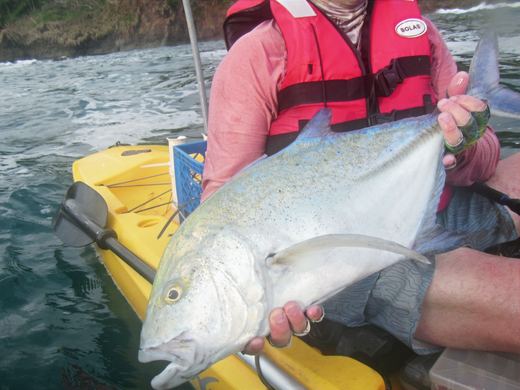 Bluefin Trevally