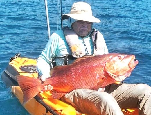 Cubera Snapper