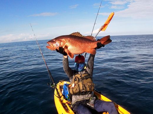 Cubera Snapper