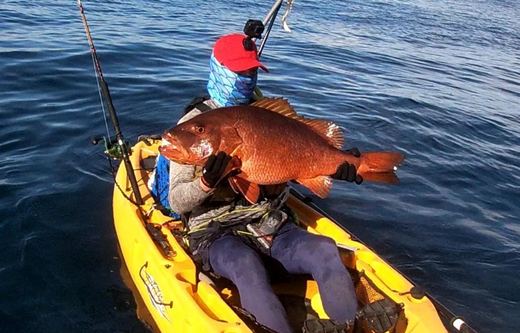 Cubera Snapper