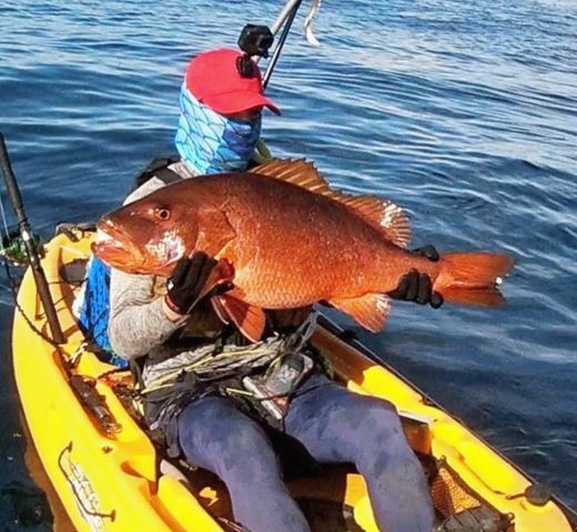 Cubera Snapper