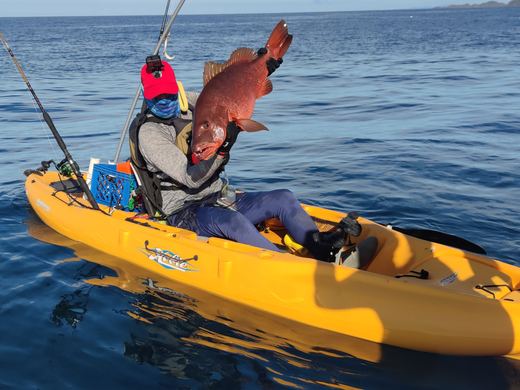 Cubera Snapper