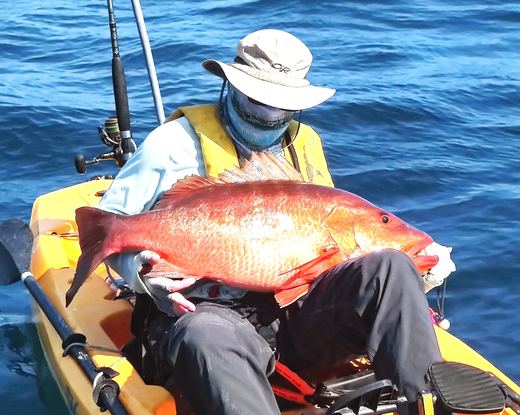 Cubera Snapper