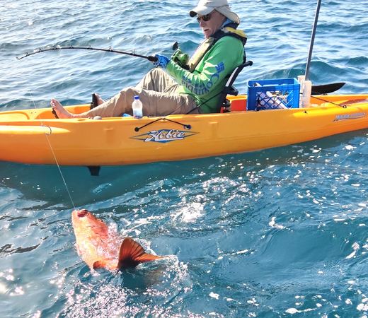 Cubera Snapper