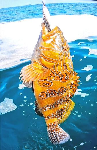 Grouper