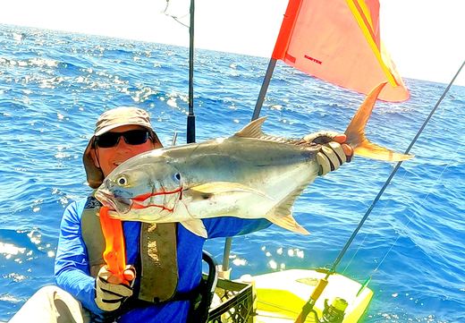 Jack Crevalle