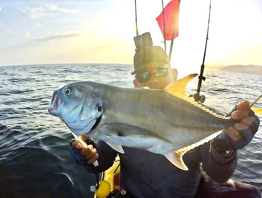 Jack Crevalle