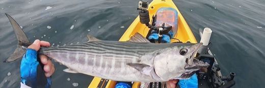 Other species