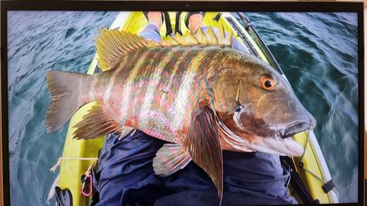 Rock Snapper