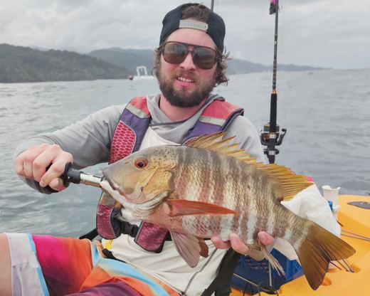 Rock Snapper