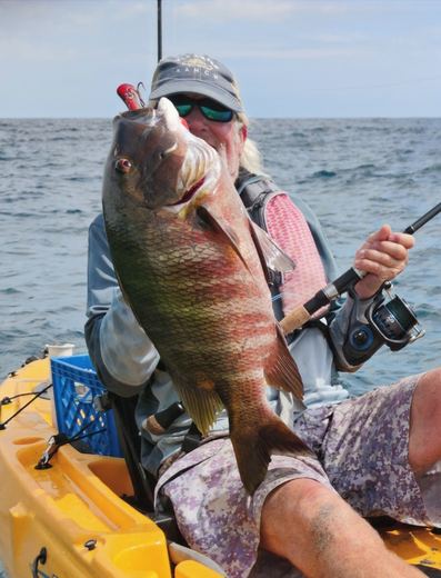 Rock Snapper