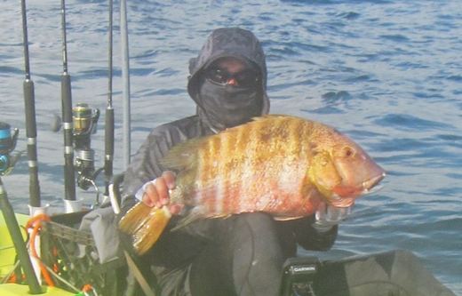 Rock Snapper