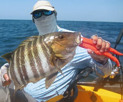Rock Snapper