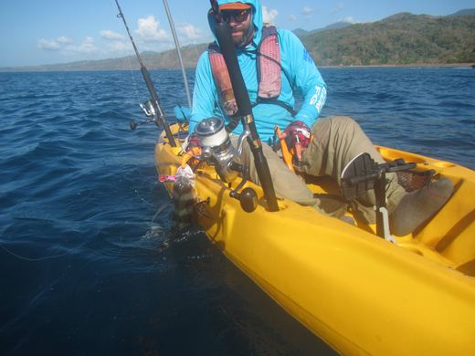 Roosterfish