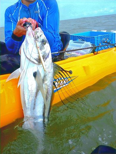 Roosterfish