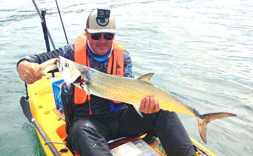 Sierra Mackerel