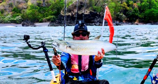 Sierra Mackerel