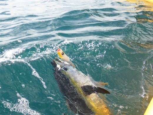 Tuna