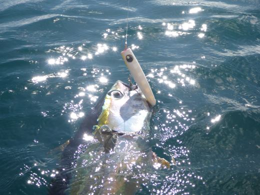Tuna