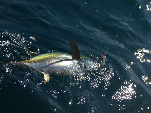 Tuna