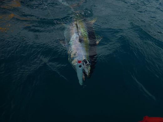 Tuna