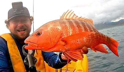 Yellowtail Snapper