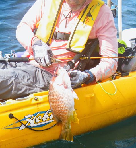 Yellowtail Snapper