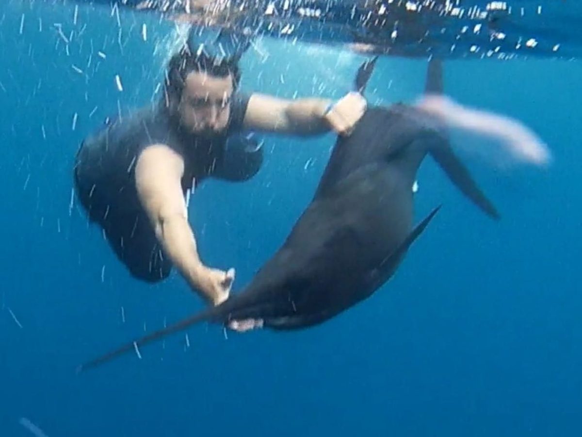 Billfish
