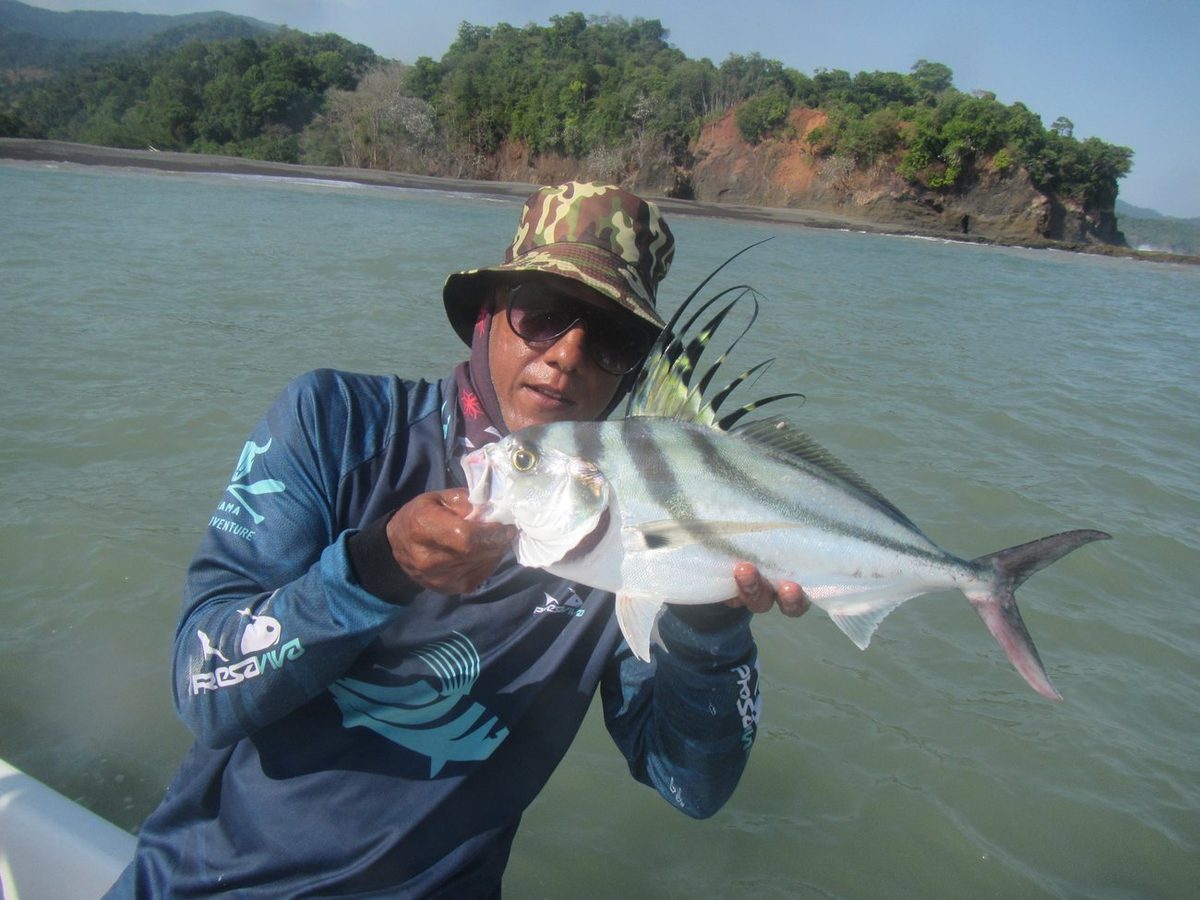 Roosterfish