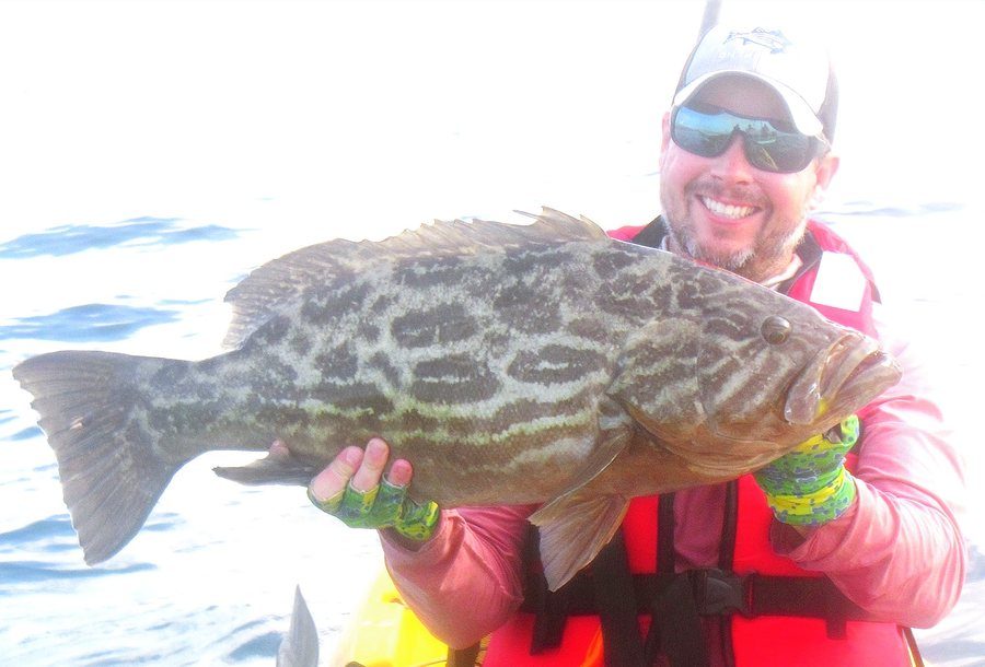 Broomtail grouper