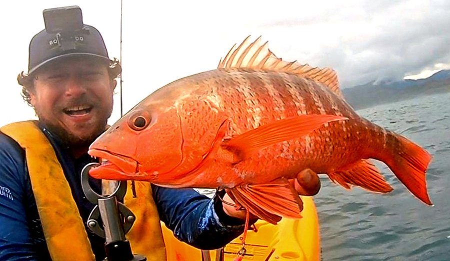 Yellowtail Snapper